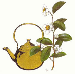 beneficios do chá verde