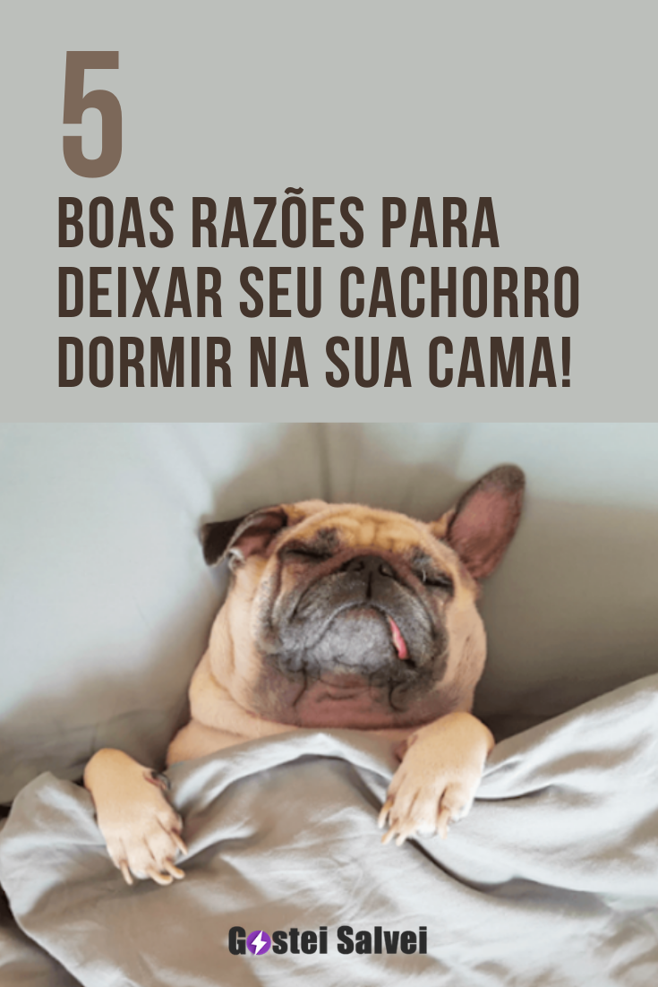 5 Boas razões para deixar seu cachorro dormir na sua cama GosteiSalvei