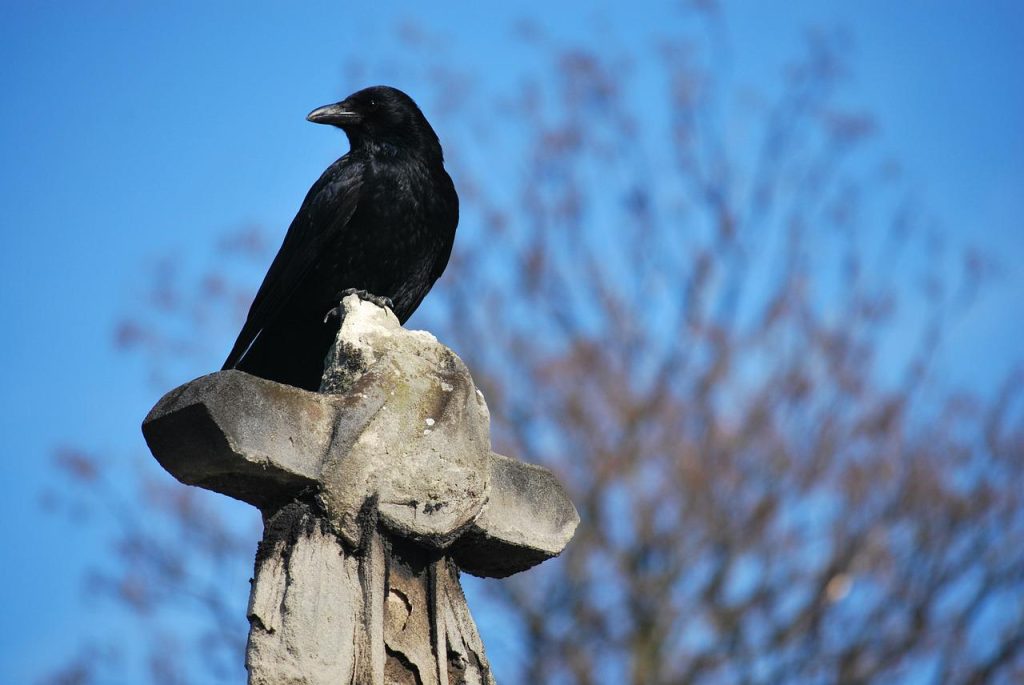 corvo em cima de uma cruz