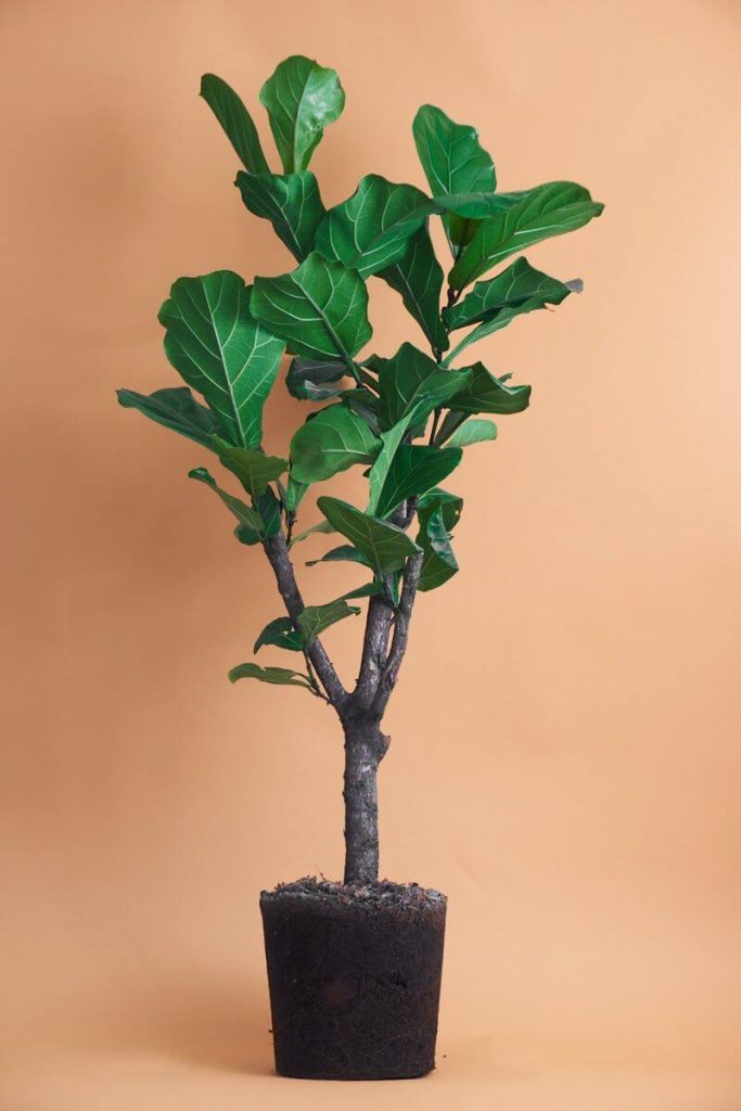 35. Ficus lira
