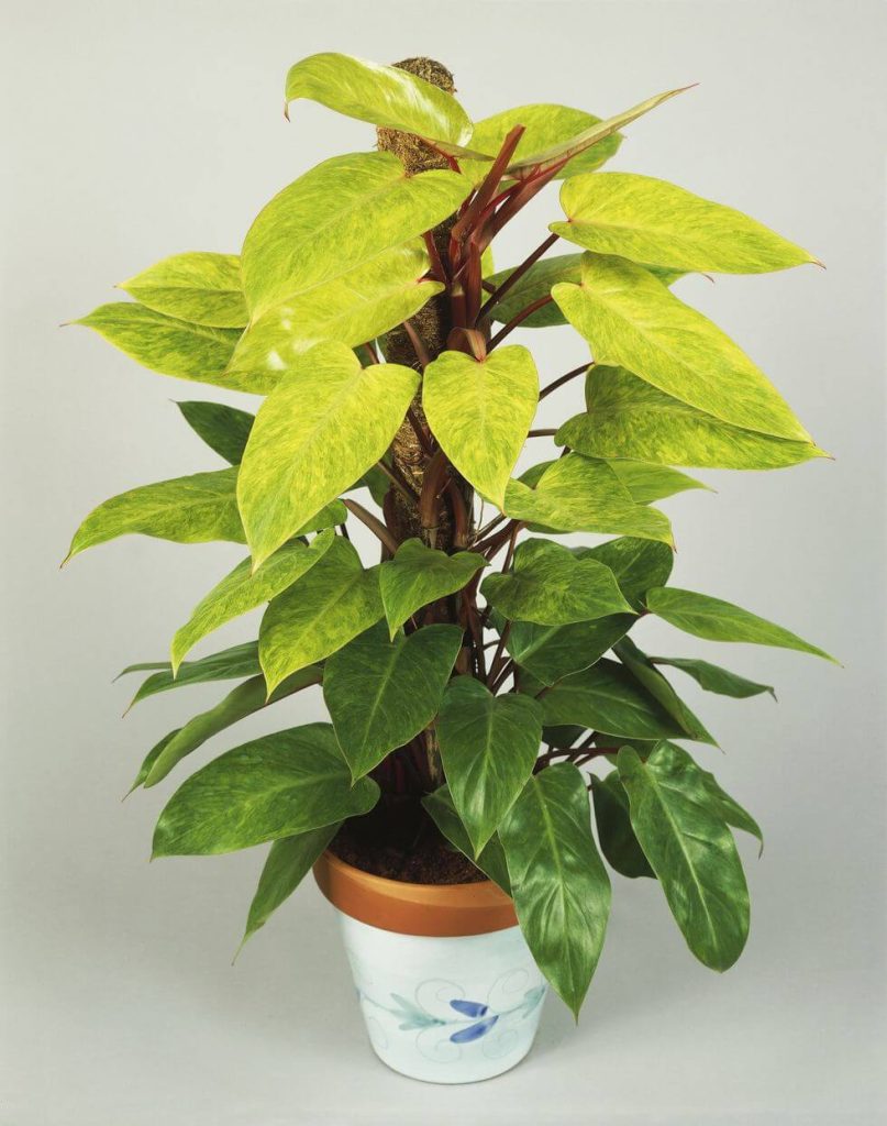 40. Philodendron