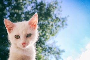 Read more about the article Top 3 Repelente Para Gatos