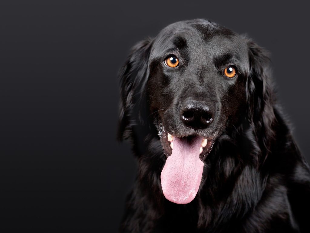 cachorro preto com a língua para fora