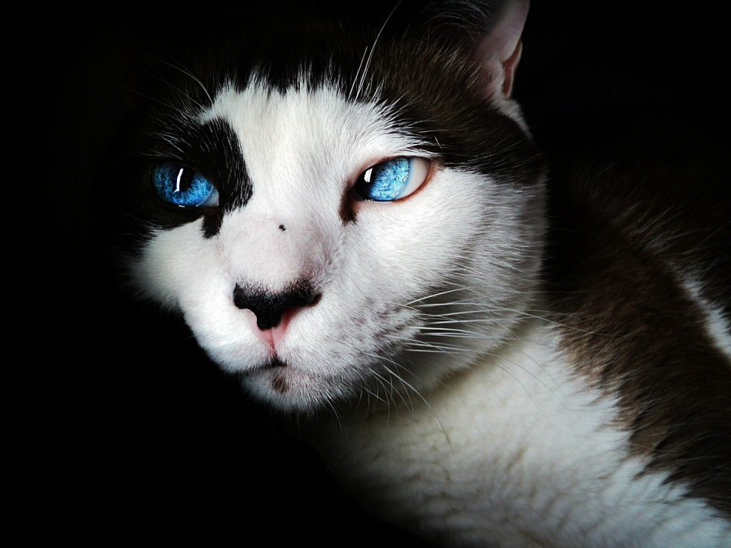 gato branco com manchas pretas