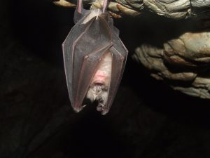 Leia mais sobre o artigo Sonhar Com Morcego