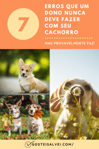 Read more about the article 7 Erros Que Um Dono Nunca Deve Fazer Com Seu Cachorro e Que Provavelmente Faz!