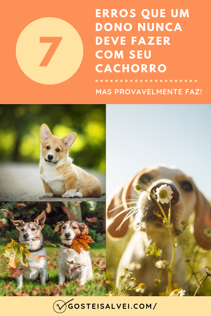 You are currently viewing 7 Erros Que Um Dono Nunca Deve Fazer Com Seu Cachorro e Que Provavelmente Faz!