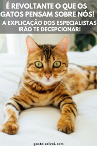 Read more about the article É Revoltante o Que Os Gatos Pensam Sobre Nós! A Explicação Dos Especialistas Irão Te Decepcionar!