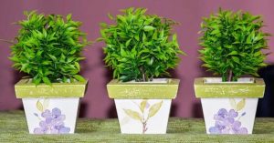 Read more about the article Esses São Os 4 Principais Benefícios De Ter Plantas Em Casa – Você Vai Se Surpreender