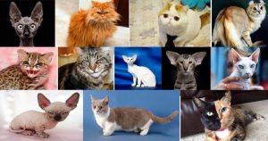 Leia mais sobre o artigo Escolha um gato e veja o que eles têm a dizer sobre você