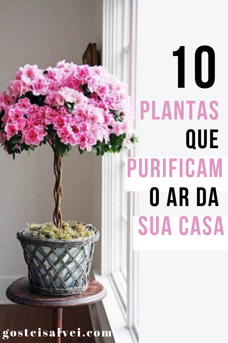 You are currently viewing 10 Plantas Que Purificam o Ar Da Sua Casa
