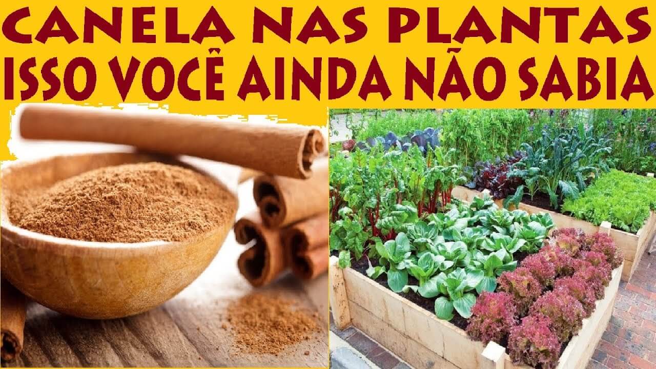 You are currently viewing Canela Não é Só Para Culinária, Você Pode Fazer Mágica Com Ela Em Seu Jardim