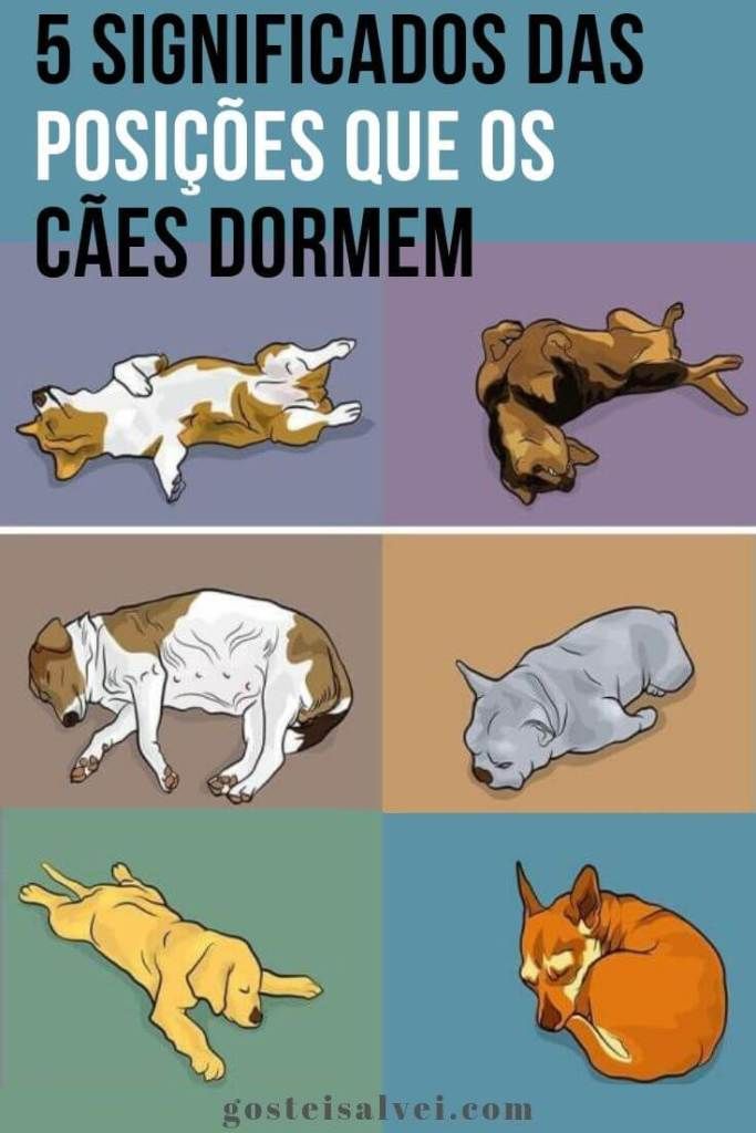 Você está visualizando atualmente 5 Significados Das Posições Que Os Cães Dormem