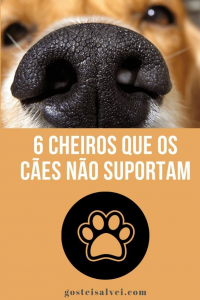 Read more about the article 6 Cheiros Que Os Cães Não Suportam