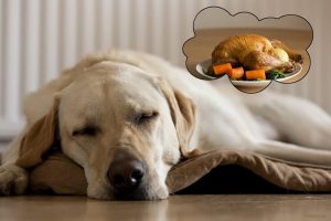 Read more about the article 9 Alimentos Que Podem Matar o Seu Cachorro – Eles Jamais Podem Comer Isso