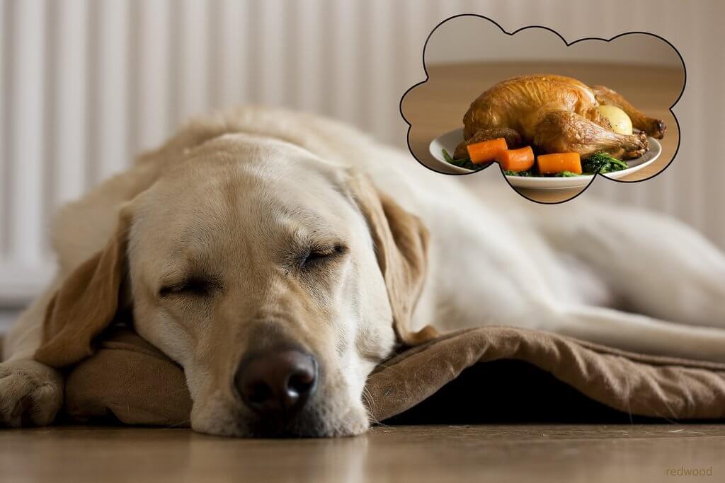 You are currently viewing 9 Alimentos Que Podem Matar o Seu Cachorro – Eles Jamais Podem Comer Isso