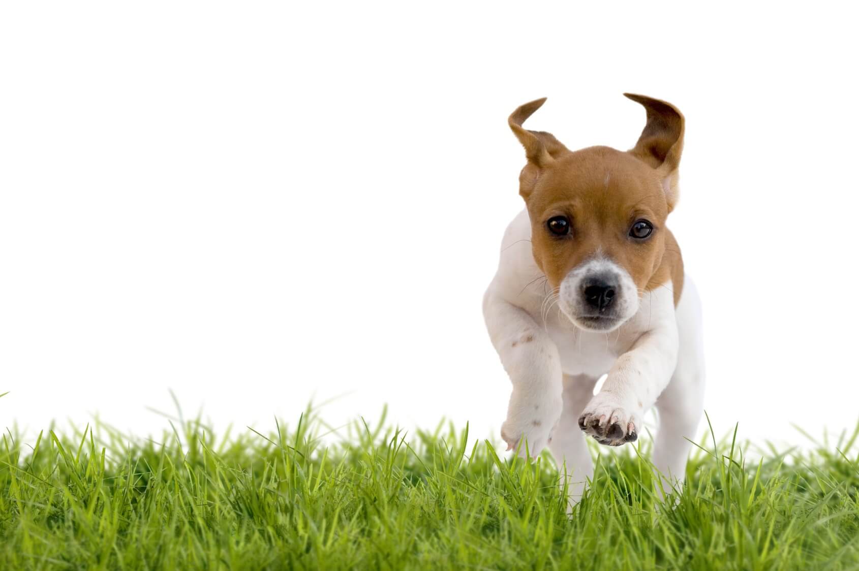 You are currently viewing 10 Coisas Que Você Com Certeza Faz Com Seu Cão e Você Deve Parar Imediatamente