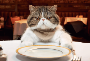 Read more about the article 5 Alimentos Que Seu Gato Pode Comer e Ele Vai Adorar (Muitos Não Sabiam Do #4)
