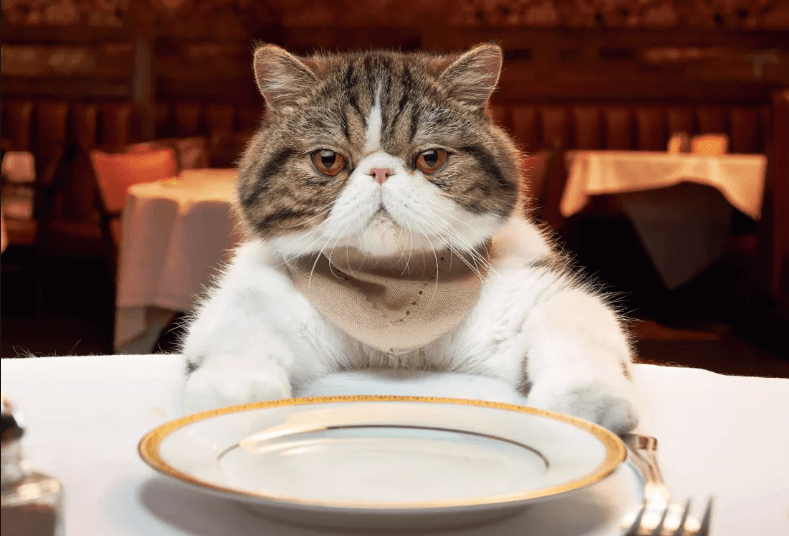 You are currently viewing 5 Alimentos Que Seu Gato Pode Comer e Ele Vai Adorar (Muitos Não Sabiam Do #4)