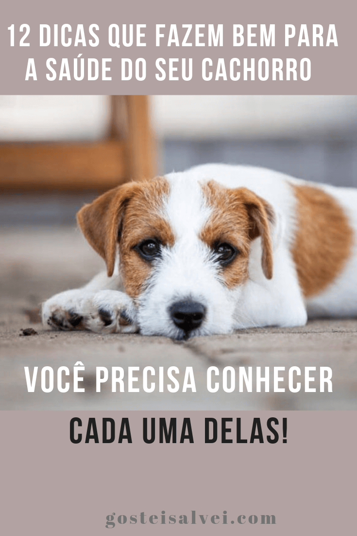 You are currently viewing 12 Dicas Que Fazem Bem Para a Saúde Do Seu Cachorro – Você Precisa Conhecer Cada Uma Delas!
