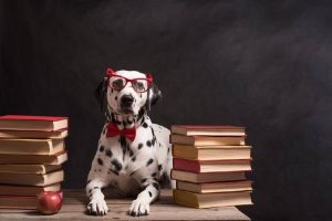 Read more about the article 12 Sinais de que você tem um cachorro muito inteligente
