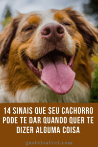 Read more about the article 14 Sinais Que Seu Cachorro Pode Te Dar Quando Quer Te Dizer Alguma Coisa