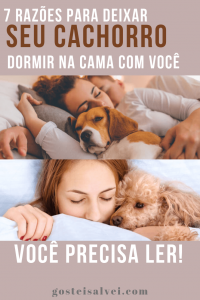 Read more about the article 7 Razões para deixar seu cachorro dormir na cama com você – Você precisa ler!