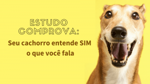 Read more about the article Estudo Comprova: Seu cachorro entende SIM o que você fala