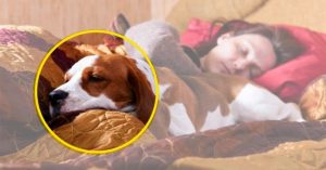 Read more about the article 7 Motivos para compartilhar a cama com seu cão