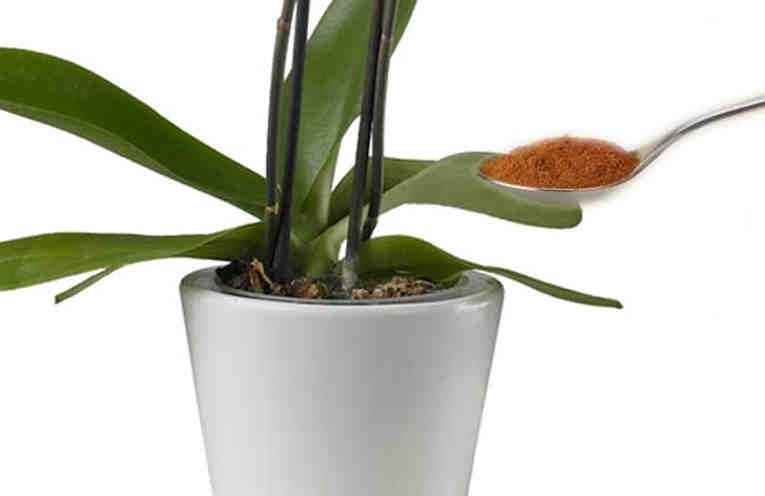 You are currently viewing Despeje uma colher de canela em suas plantas – Você vai adorar os resultados!