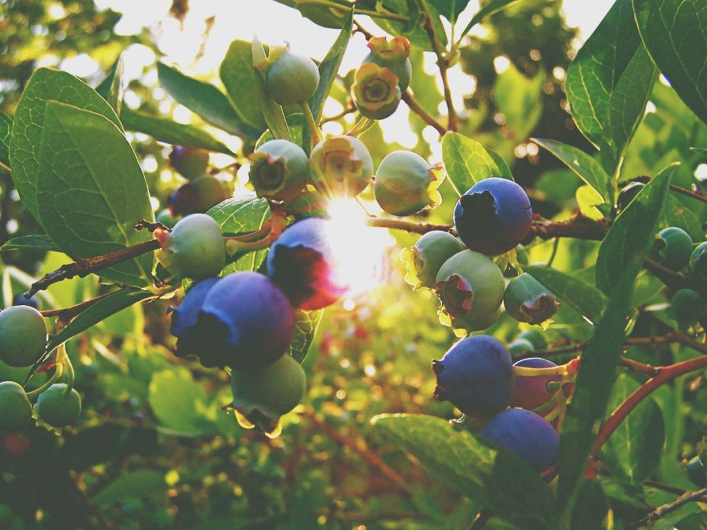 Que tal plantar mirtilos em sua casa? Frutas pequenas com grandes 