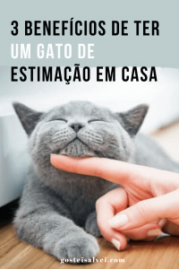 Read more about the article 3 Benefícios de ter um gato de estimação em casa