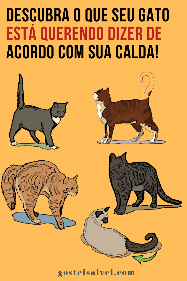 You are currently viewing Descubra o que seu gato está querendo dizer de acordo com sua calda!