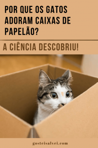 Read more about the article Por que os gatos adoram caixas de papelão? A ciência descobriu!