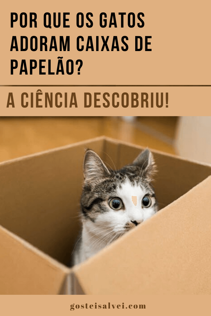 You are currently viewing Por que os gatos adoram caixas de papelão? A ciência descobriu!