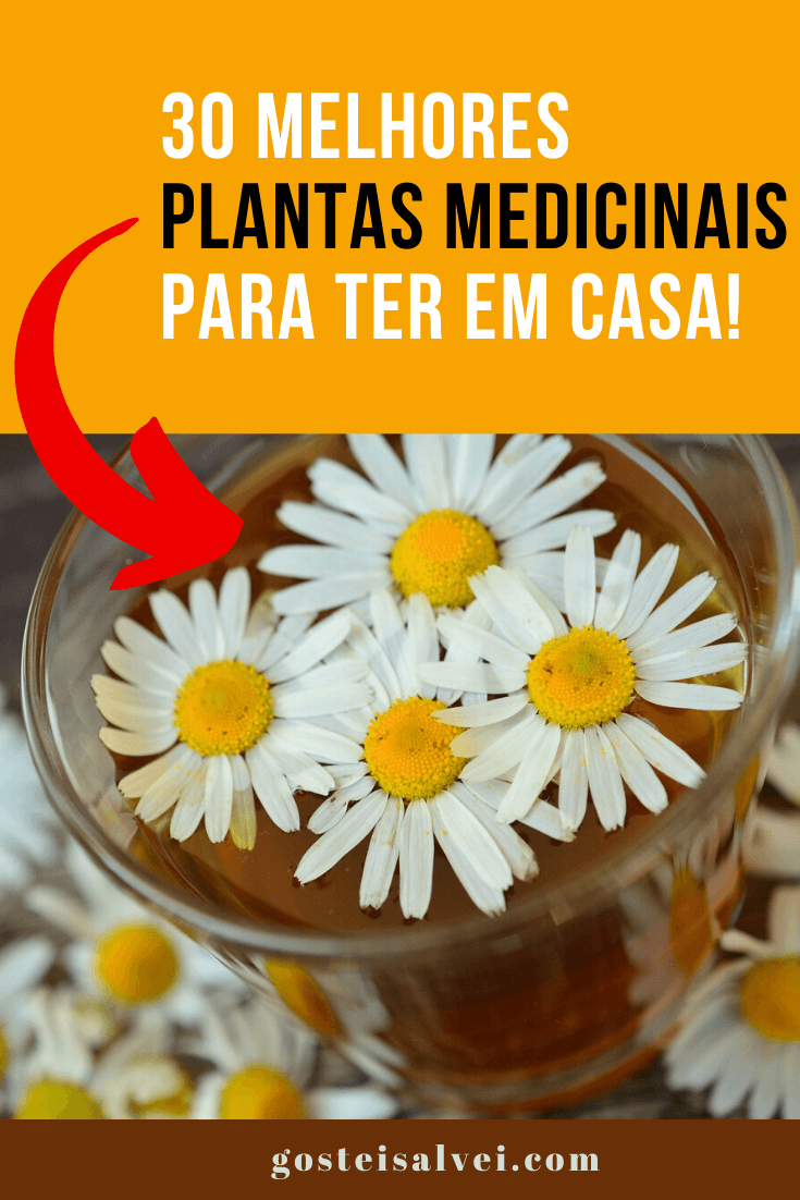You are currently viewing 30 Melhores plantas medicinais para ter em casa!