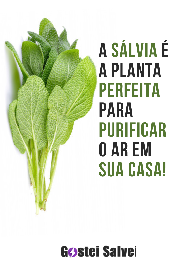 You are currently viewing A sálvia é a planta perfeita para purificar o ar em sua casa!