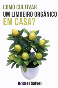 Read more about the article Como cultivar um limoeiro orgânico em casa?