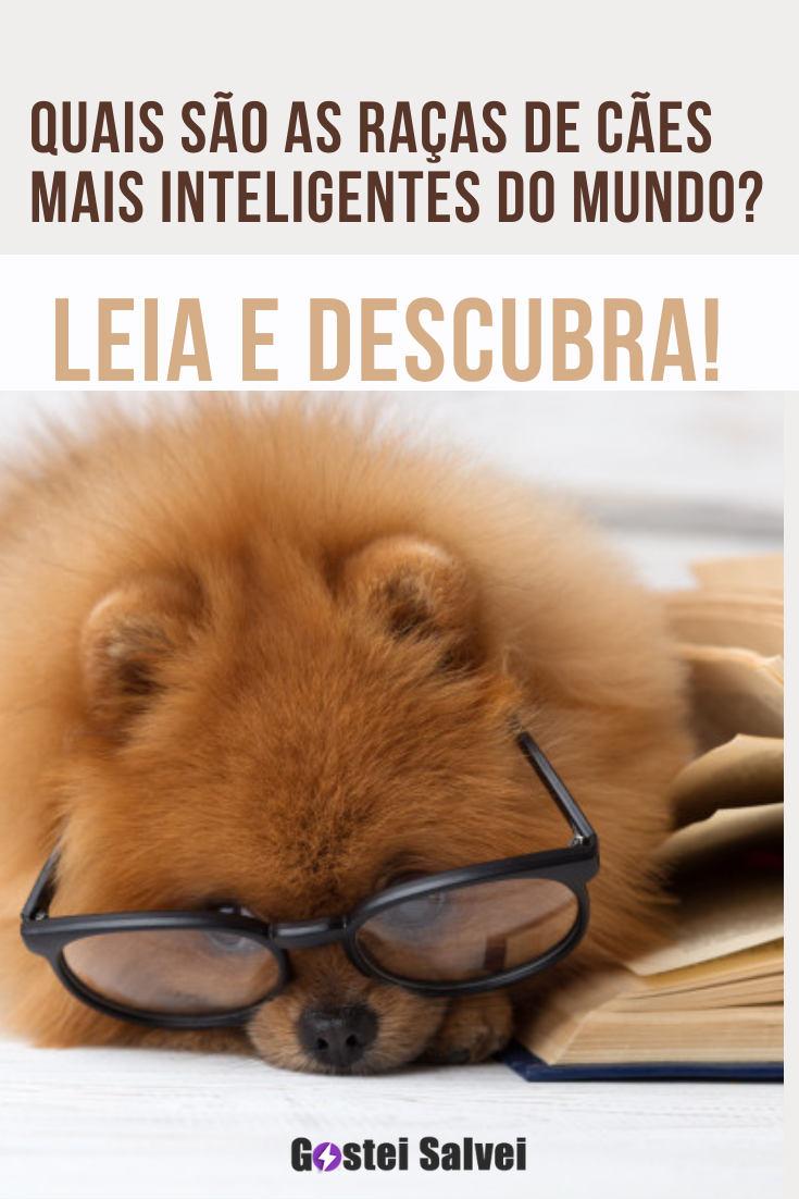 You are currently viewing Quais são as raças de cães mais inteligentes do mundo? Leia e descubra!