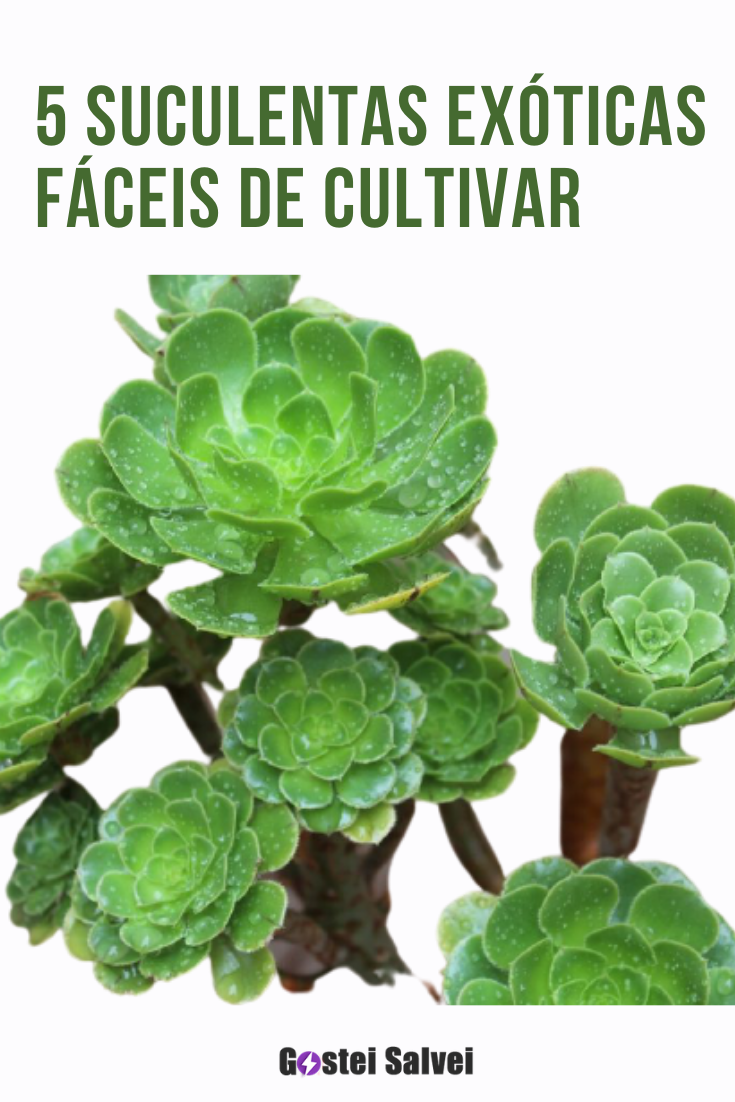 You are currently viewing 5 Suculentas exóticas fáceis de cultivar