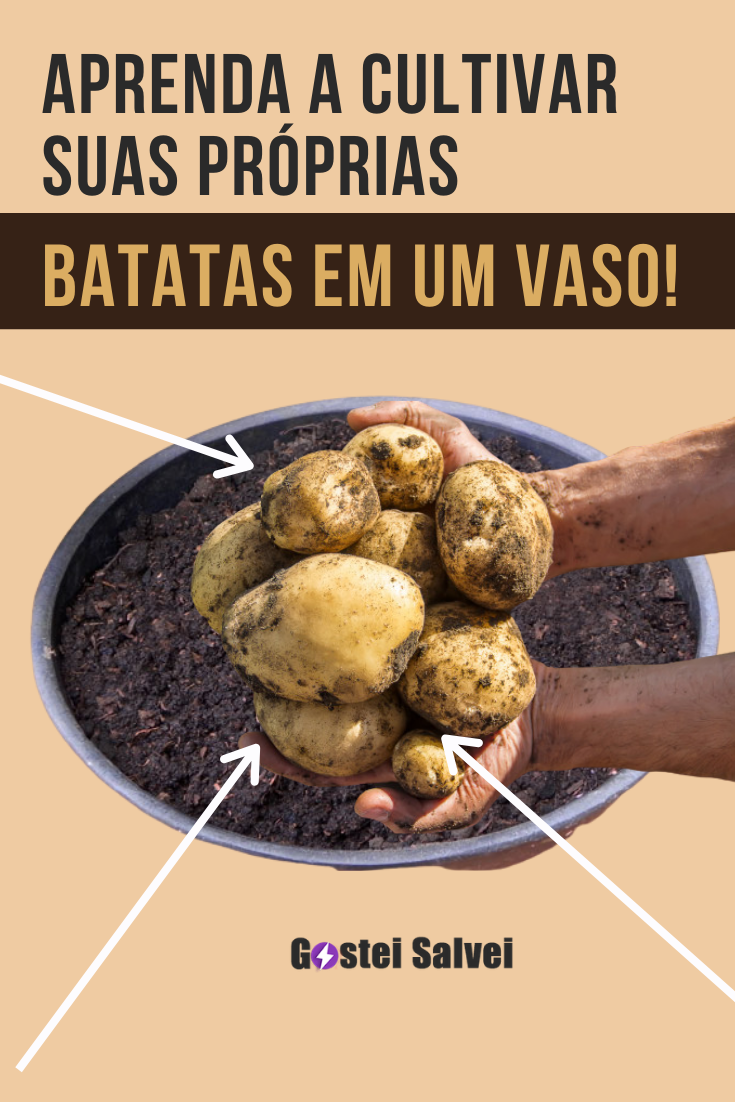 You are currently viewing Aprenda a cultivar suas próprias batatas em um vaso!