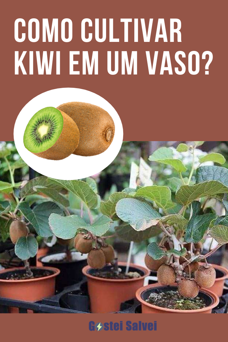 You are currently viewing Como cultivar Kiwi em um vaso?