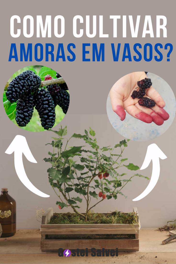 You are currently viewing Como cultivar amoras em vasos?