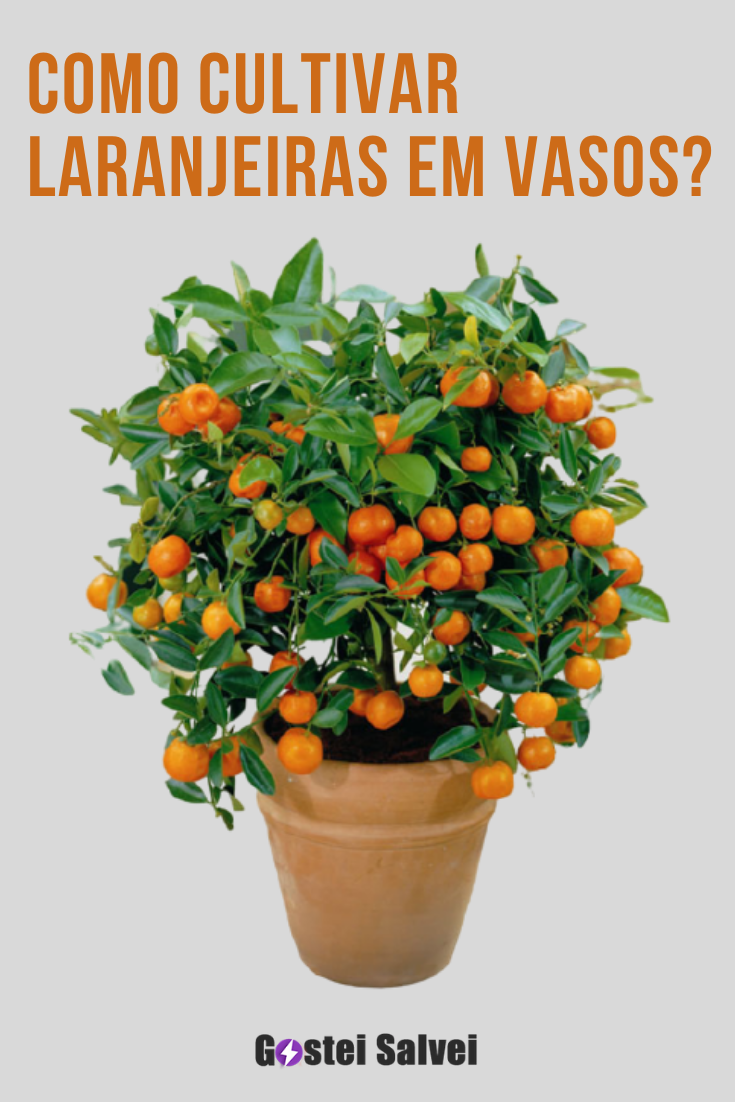 You are currently viewing Como cultivar laranjeiras em vasos?