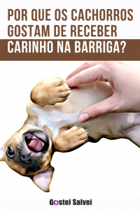Read more about the article Por que os cachorros gostam de receber carinho na barriga?