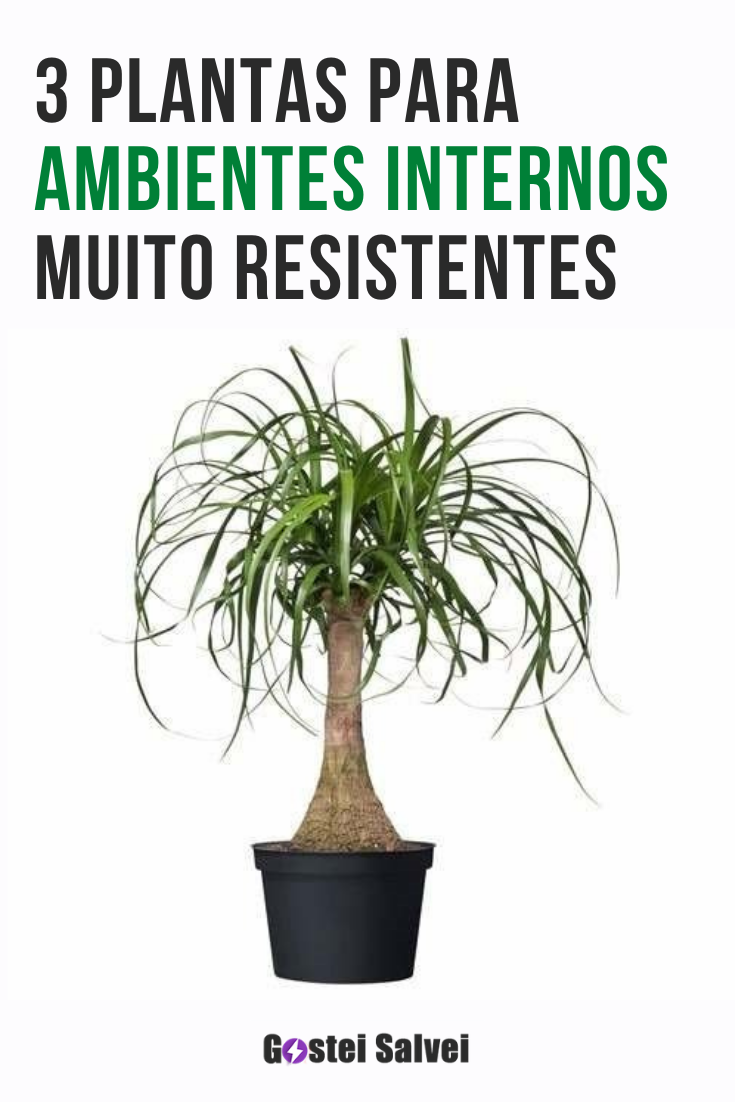 You are currently viewing 3 Plantas para ambientes internos muito resistentes