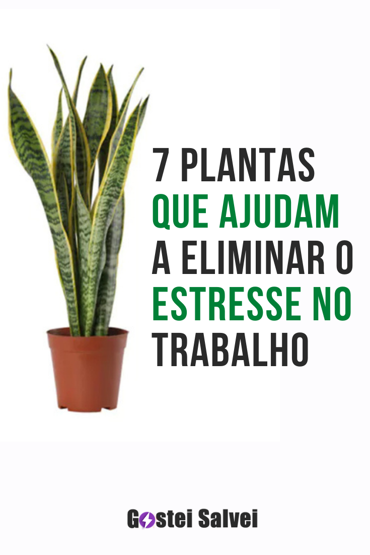 You are currently viewing 7 Plantas que ajudam a eliminar o estresse no trabalho