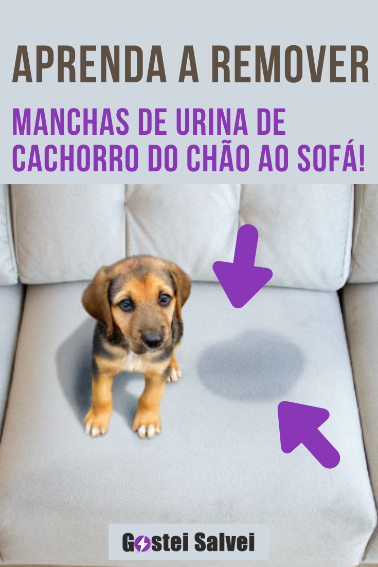 You are currently viewing Aprenda a remover manchas de urina de cachorro do chão ao sofá!