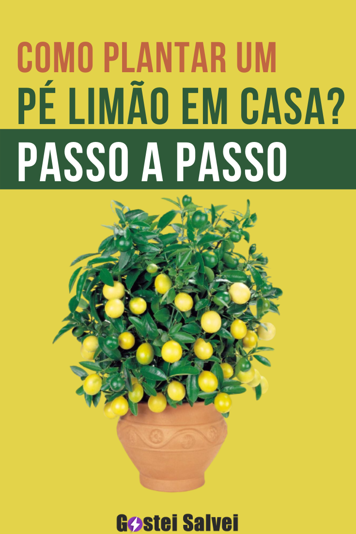 You are currently viewing Como plantar um pé limão em casa? Passo a passo