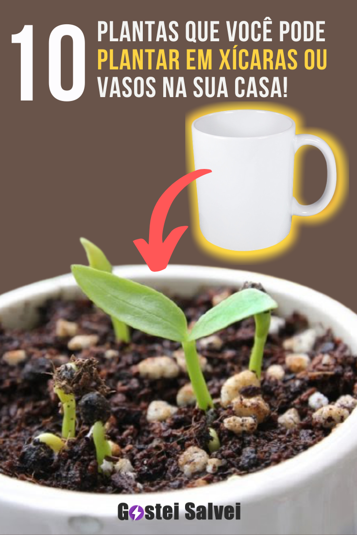 You are currently viewing 10 Plantas que você pode plantar em xícaras ou vasos na sua casa!